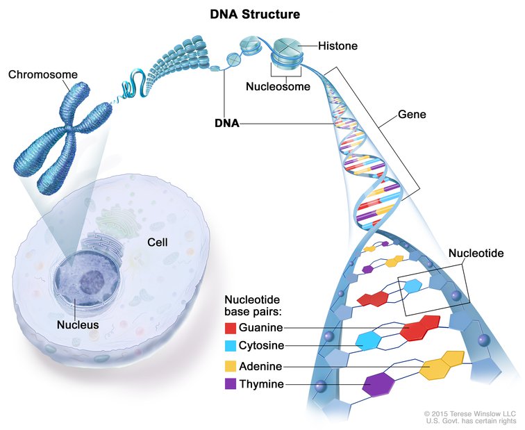 DNA dan gen