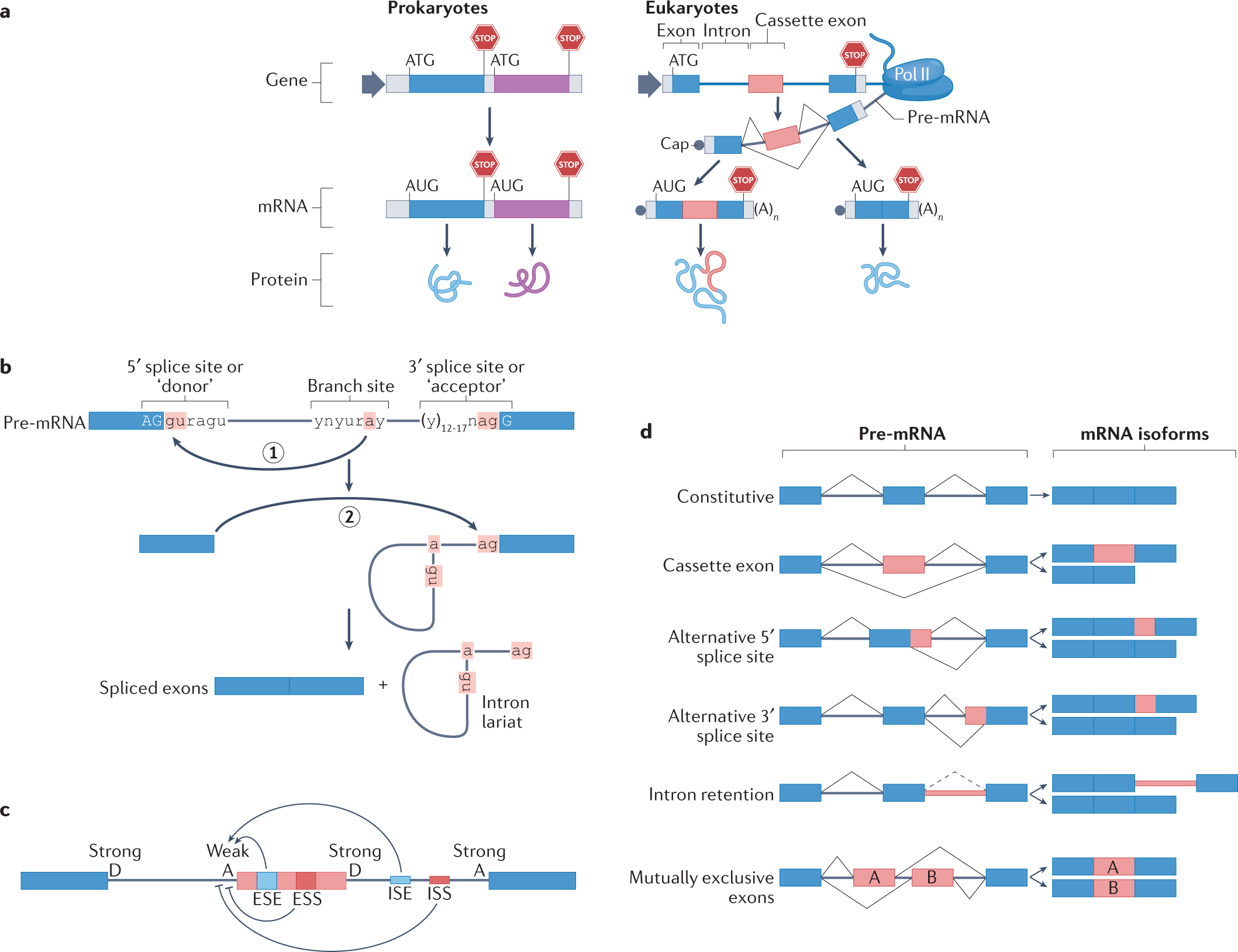Alternative splicing