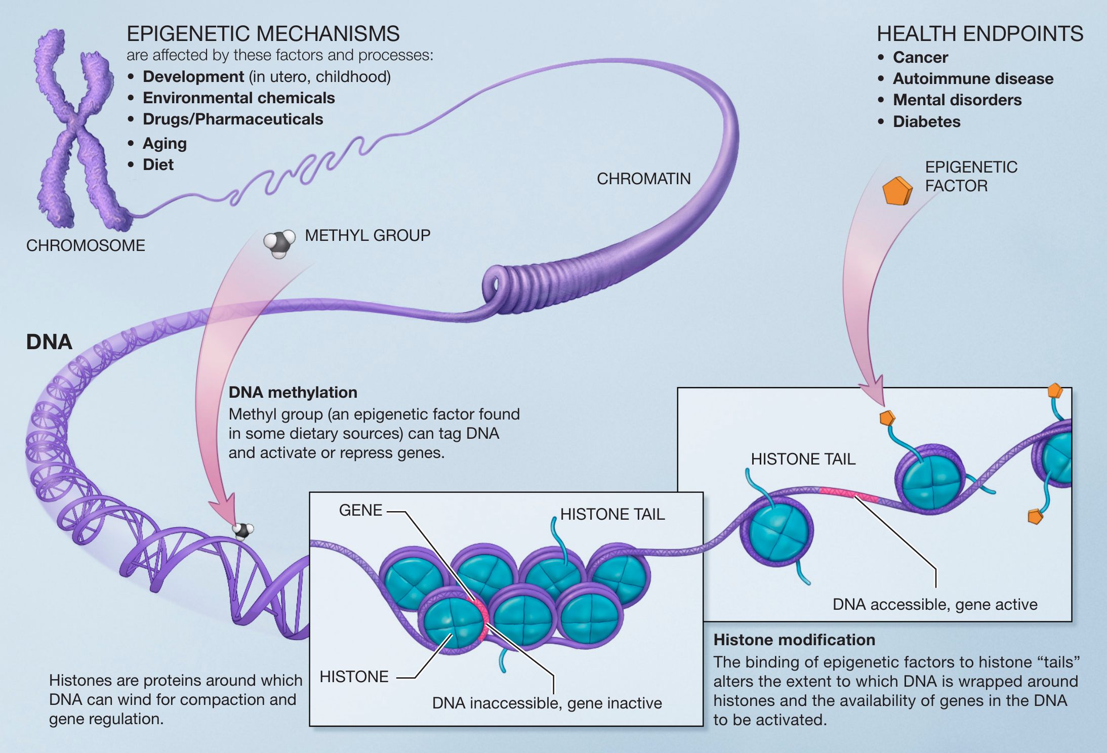 Epigenetics