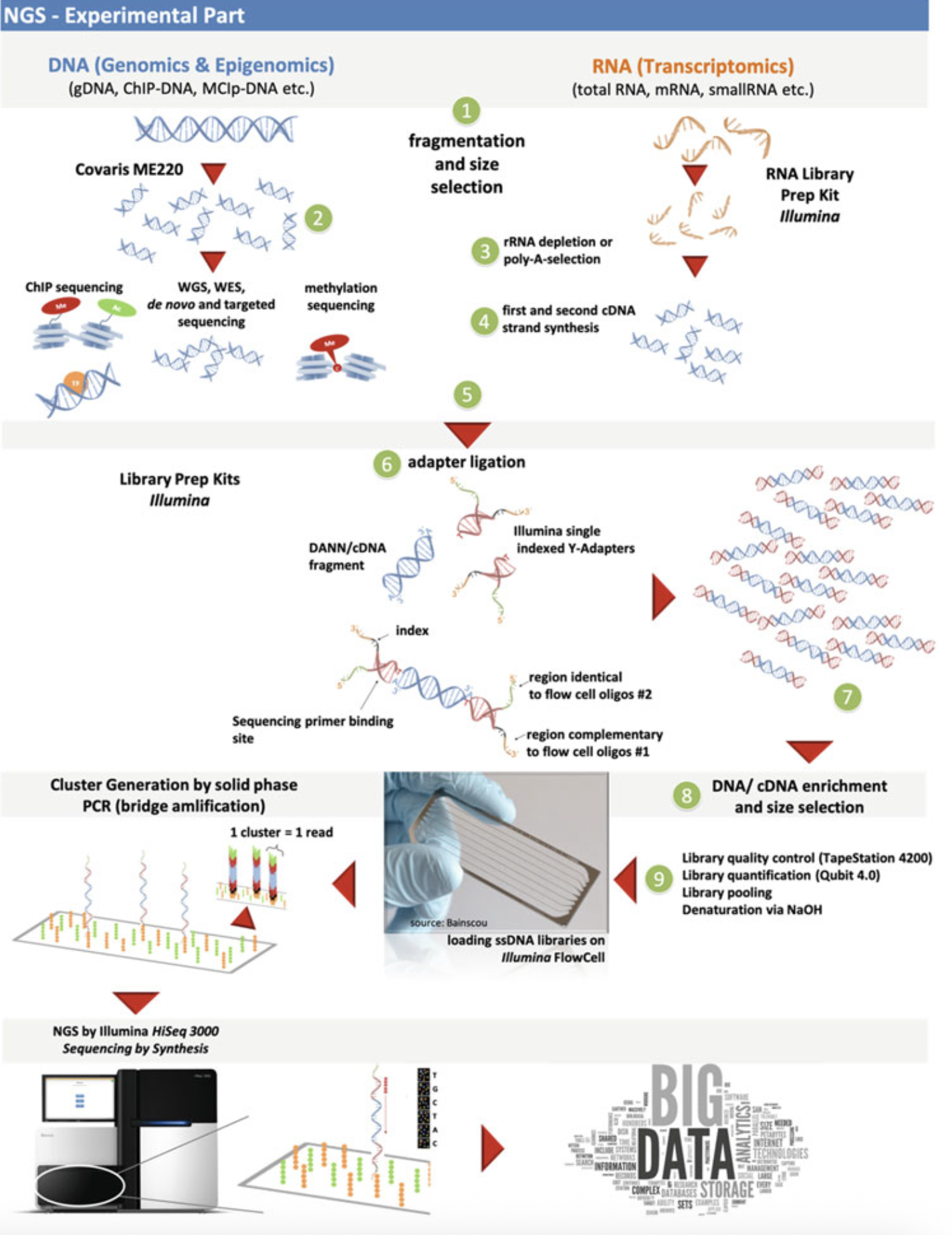 Illumina Library prep